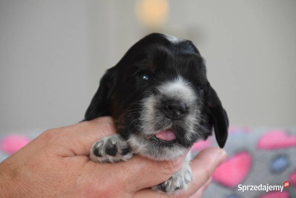 Cocker Spaniel Angielski szczenięta FCI Nowy Sącz