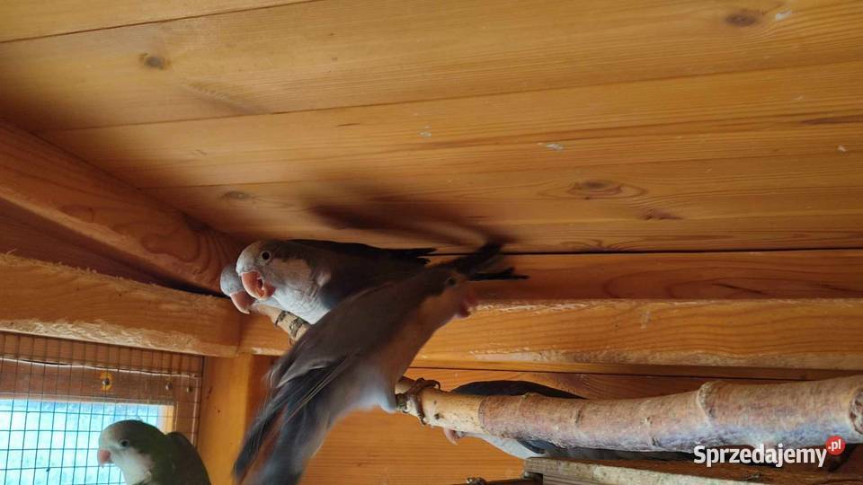 Mnicha nizinna kobalt łódzkie Knapy