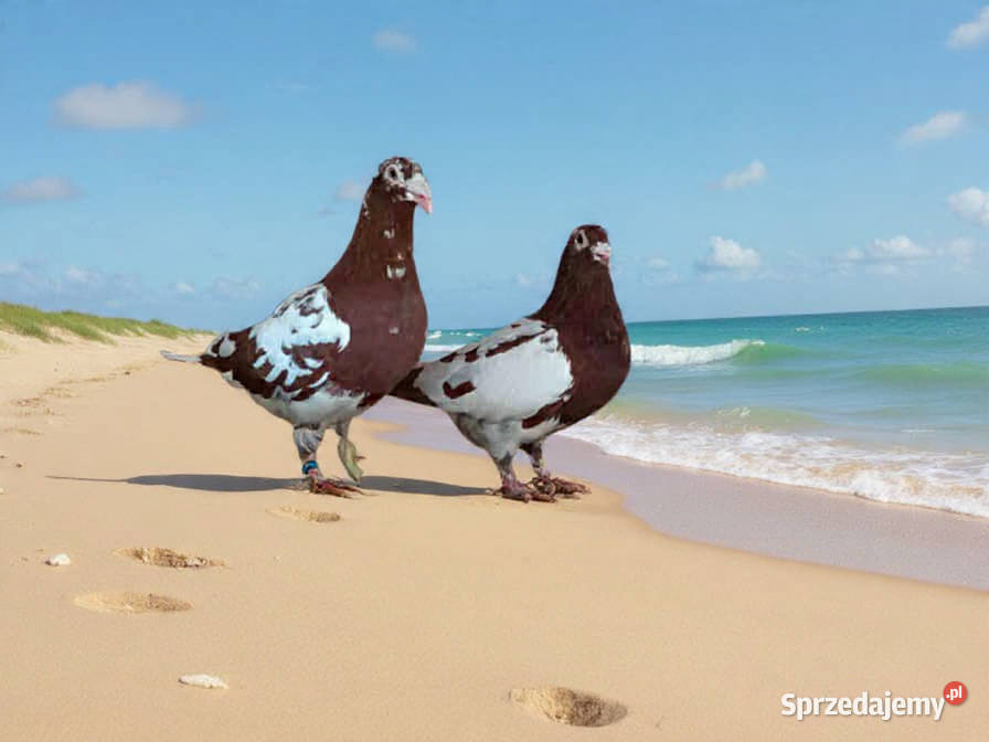 Gołębie Staropolskie i pocztowe Nowy Sącz