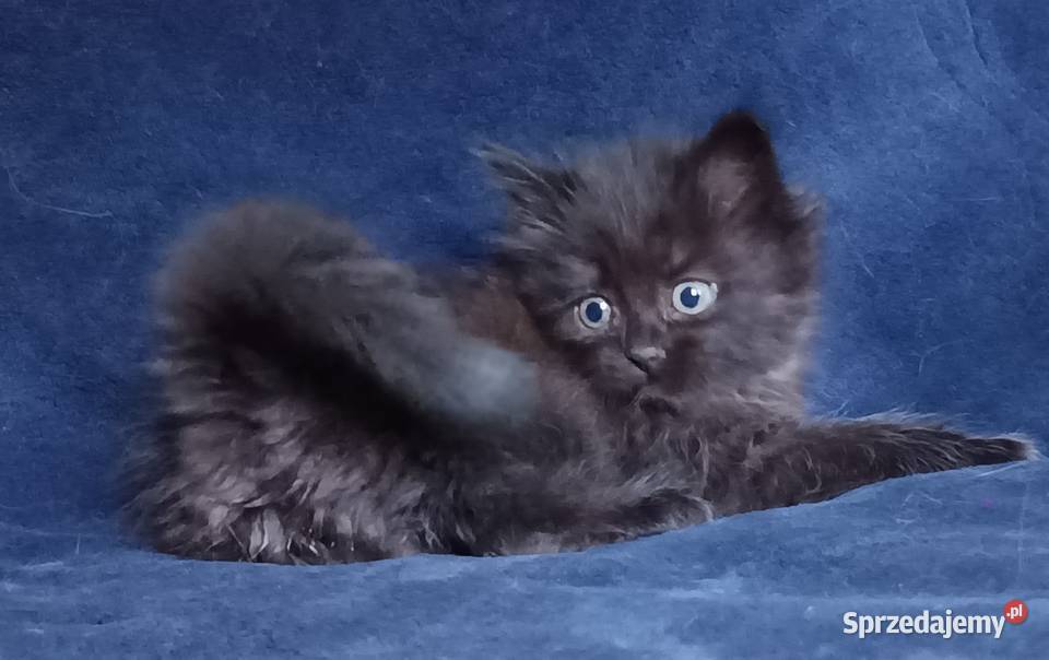 Koty Syberyjskie LUKSUS ZKolakowegoDomu Kwilcz