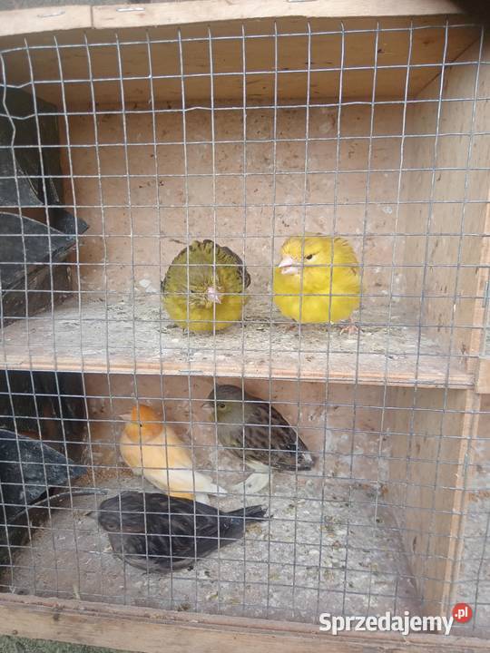 Kanarki małopolskie Wawrzeńczyce