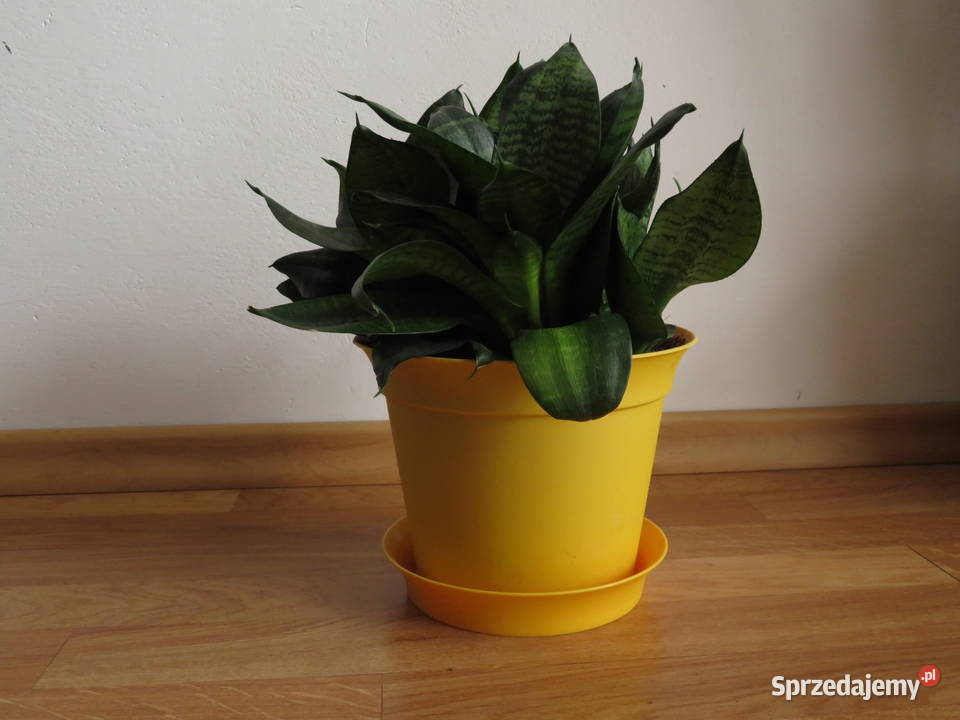 Sansevieria hahnii Kaktusy i sukulenty Wieliczka