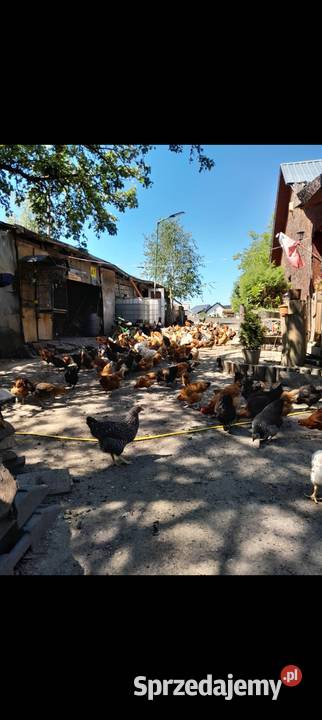 Jaja wiejskie kury kaczki na rosół