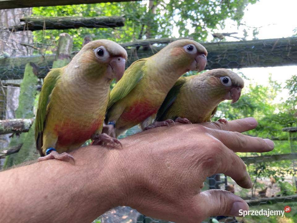 Rudosterki pinaple zielone czerwone pary lęgowe