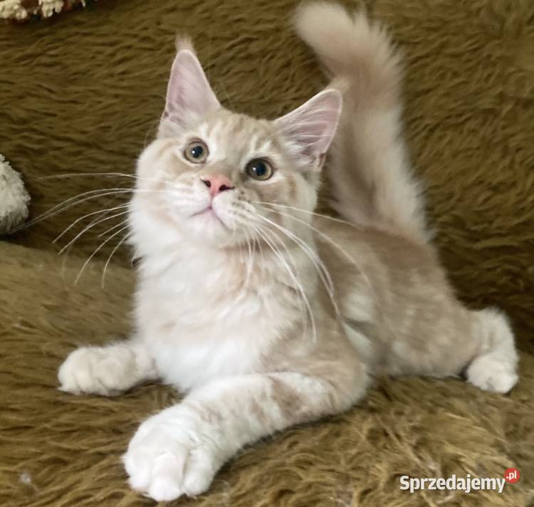 Maine Coon kocurki importach Linia Shaded Wińsko