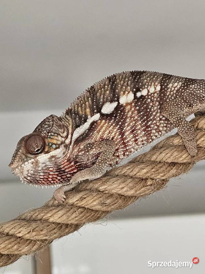 Kameleon lamparci Kraków