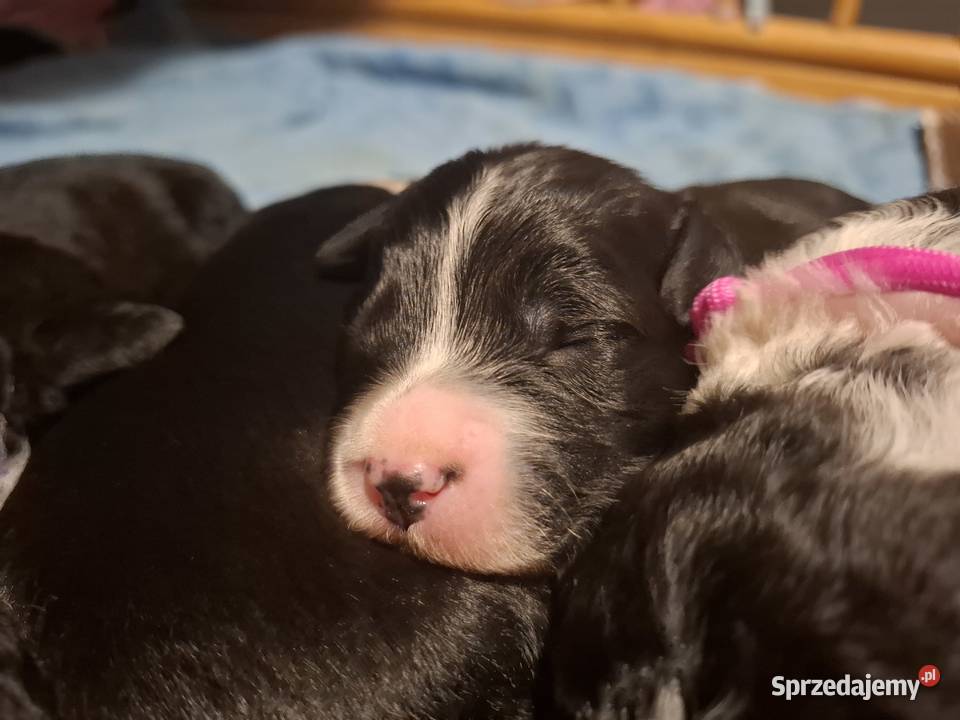 Portugalski pies dowodny szczenięta pieski Makówiec