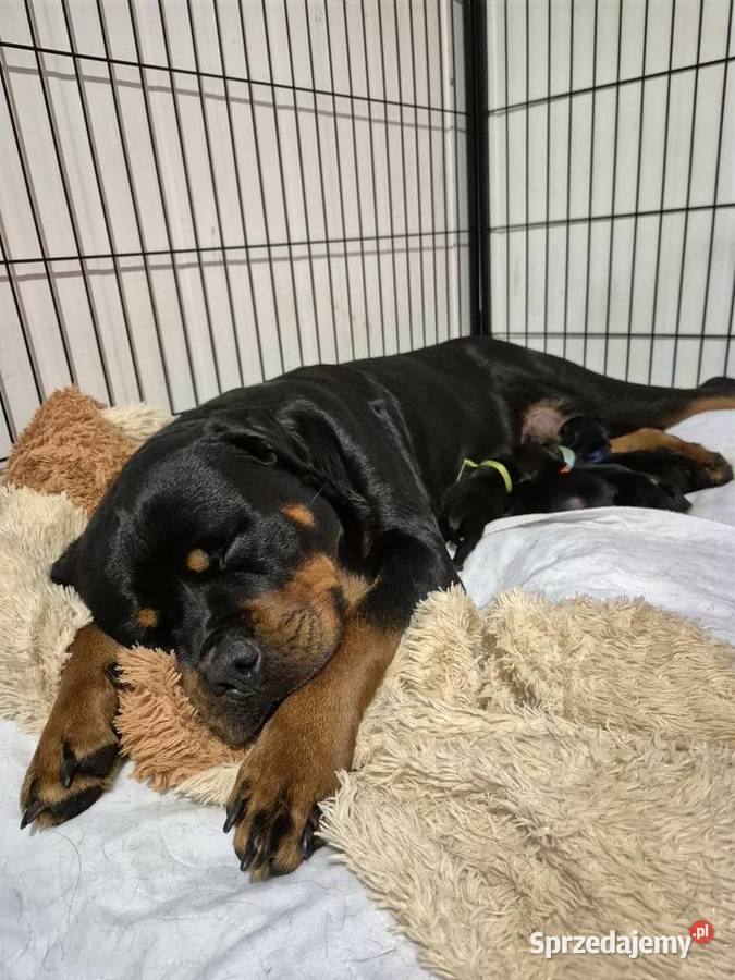 Rottweiler Szczenięta do Rezerwacji Odbiór