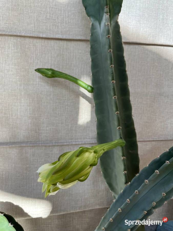 Kaktus 2m niezwykły olbrzym MEXICO okazja Gdańsk