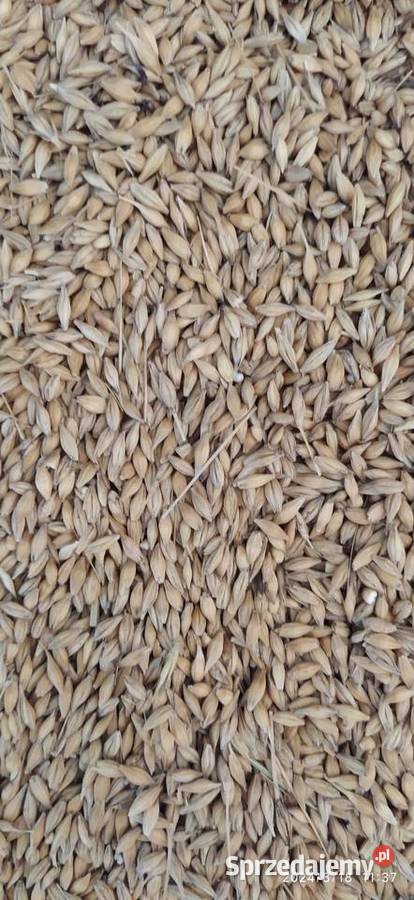 jęczmień ozimy czterorzędowy Żyto do siewu zbiór Wężerów