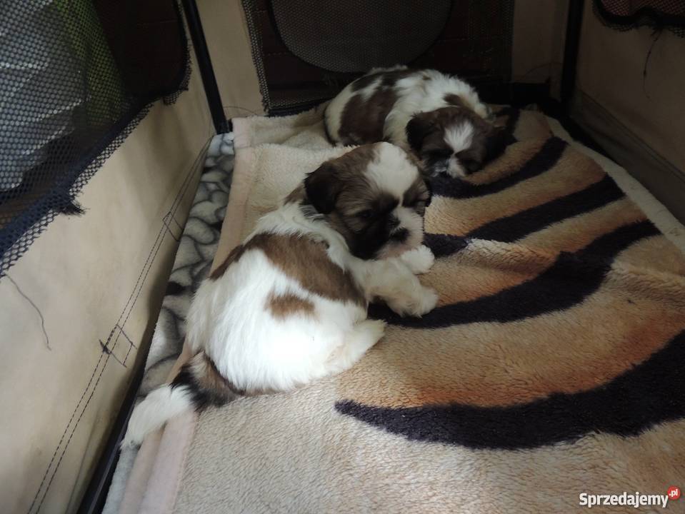 Shihtzu szczeniaki z rodowodem Tarnów Otfinów