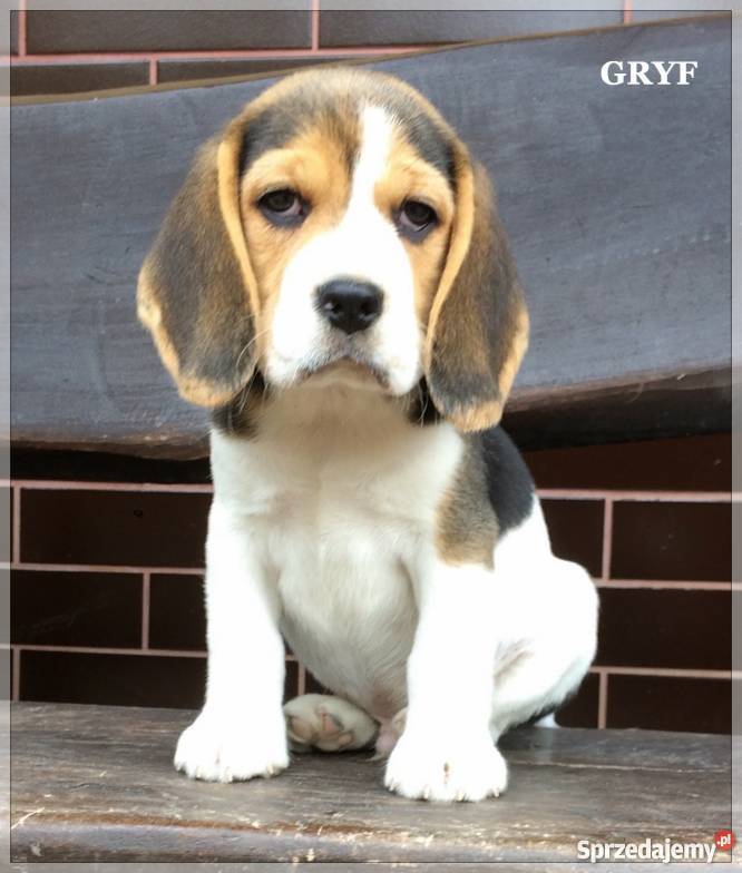 BEAGLE Bigle szczenię piesek Championie Słowacji Iwonicz-Zdrój
