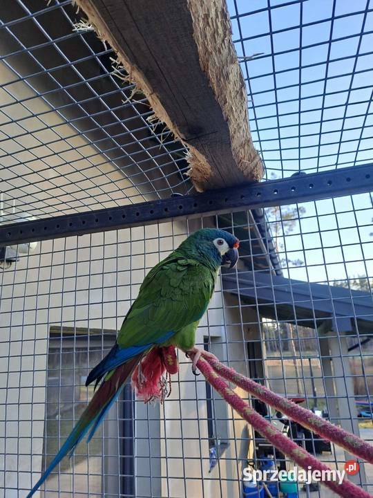 Sprzedam Arę Marokane Serock sprzedam