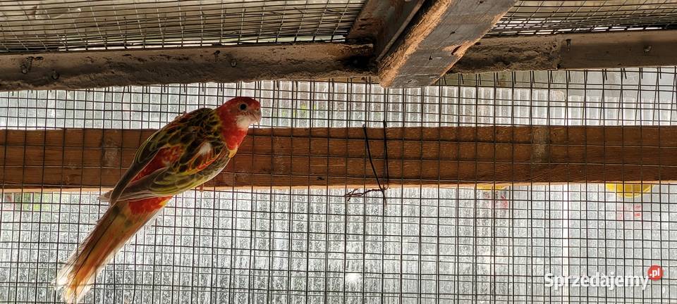 papugi rozele białolice Łaziska