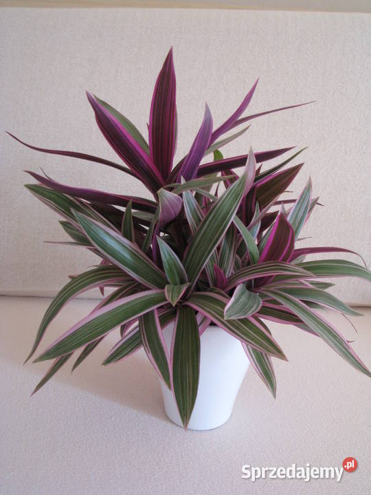 Reo meksykańskie trzykrotka tradeskancja piękna