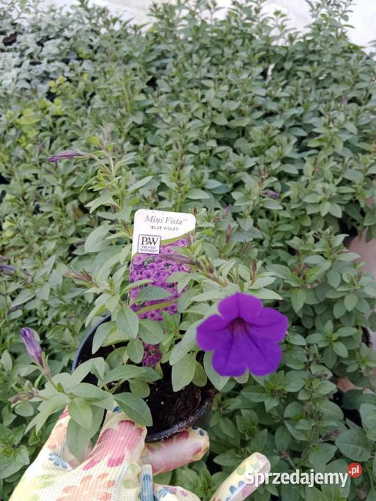 Pelargonia stojąca krakowiaki żywe kwiaty w małopolskie Czulice