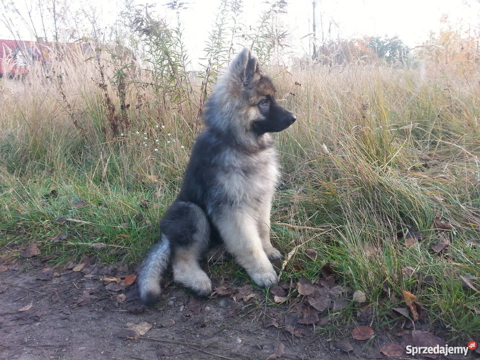 Piękny owczarek niemiecki dlugowlosy Zgierz