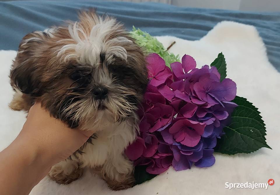 Wesoły piesek shih tzu