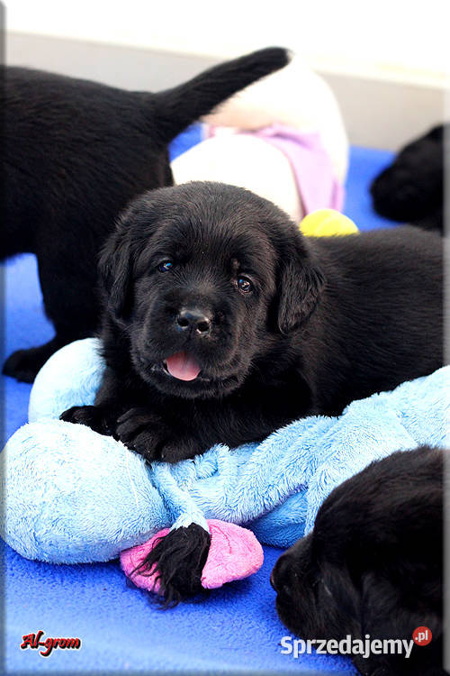 Czarne szczenięta rasy Labrador Retriever Chynów