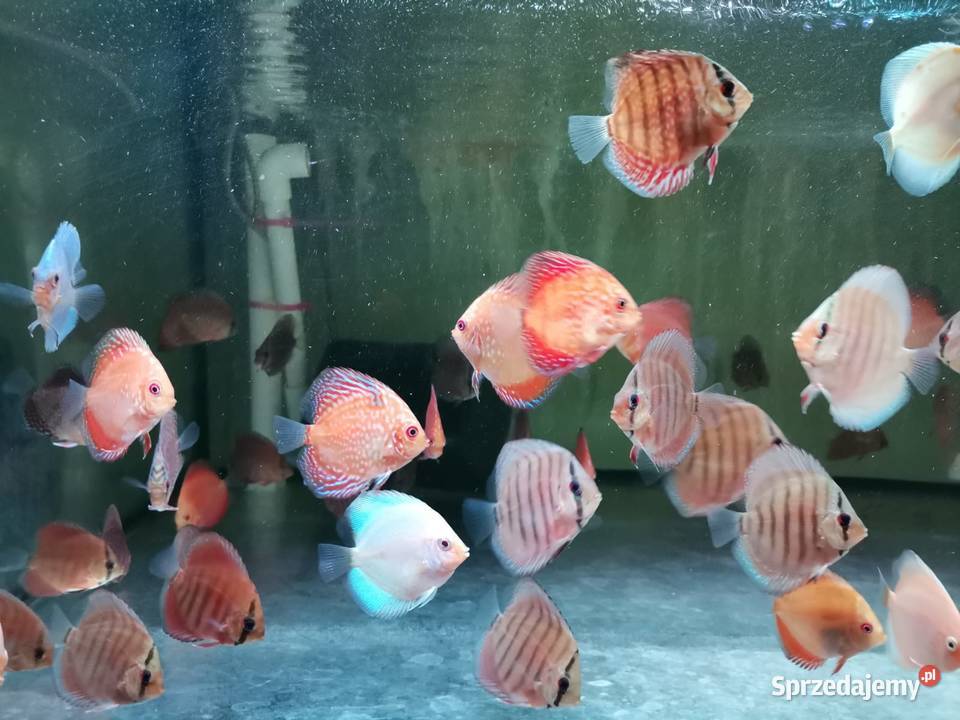 Paletki wysyłka dyskowce Toruń