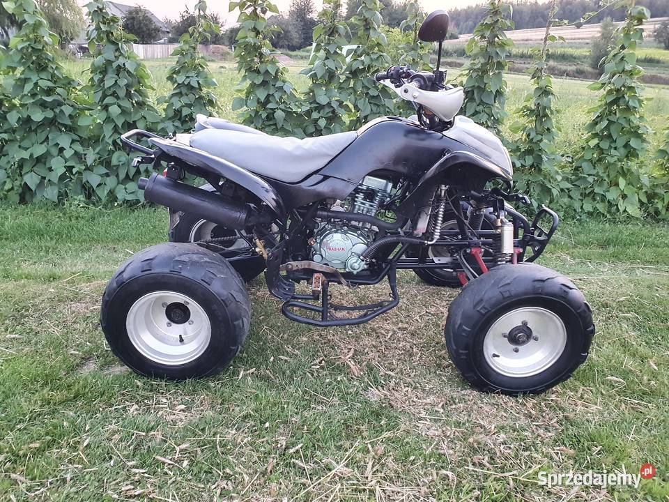 Quadziki bashan Zarjerestrowany Krajno Pierwsze