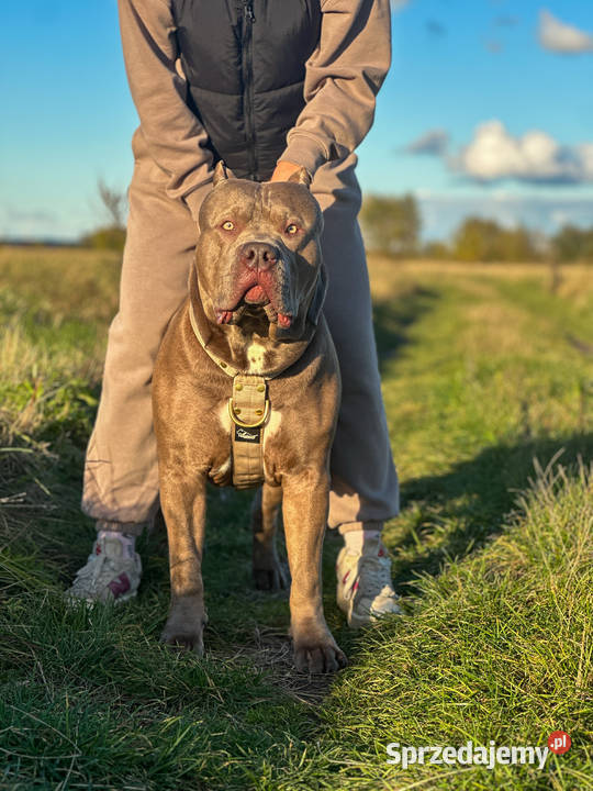 Reproduktor American Bully XL pomorskie Gdańsk