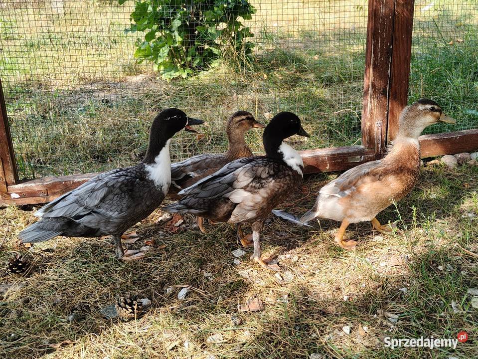 Kaczki kaczuszki call duck i francuskie piżmowe Łask sprzedam