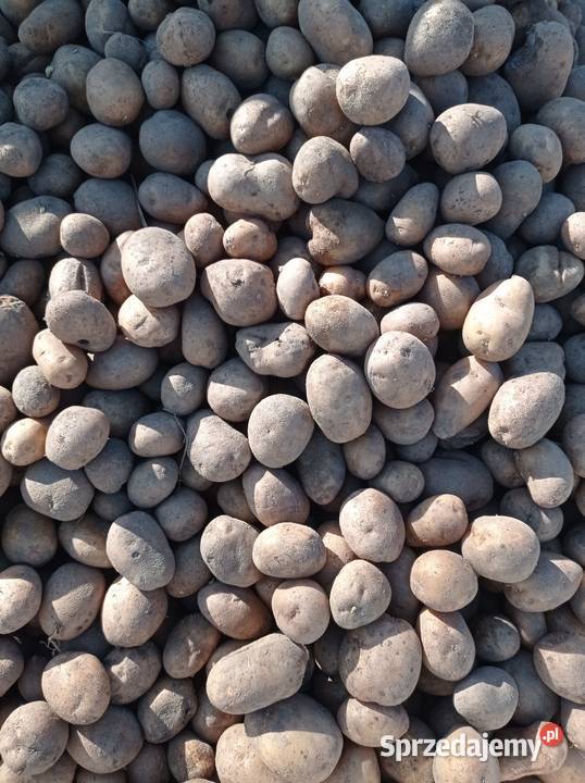 Ziemniaki kujawsko-pomorskie Kruszwica sprzedam