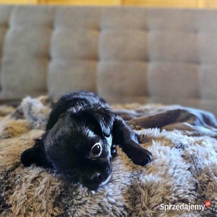 Chihuahua Słodki Blaki szuka nową rodzinkę zachodniopomorskie Kołobrzeg