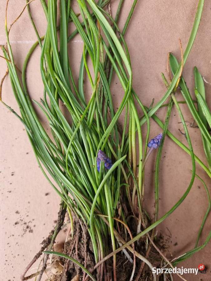 Szafirek szerokolistny sadzonki Lublin