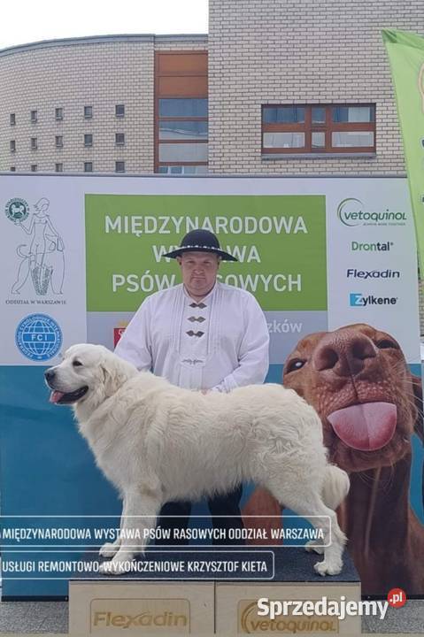 Polski Owczarek Podhalański Tarnów