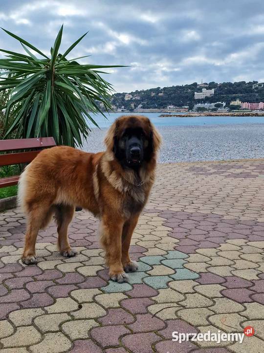 Leonberger szczenięta Kraków