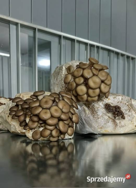 Boczniak Ostrygowaty Pleurotus ostreatus Gotowy małopolskie Kraków