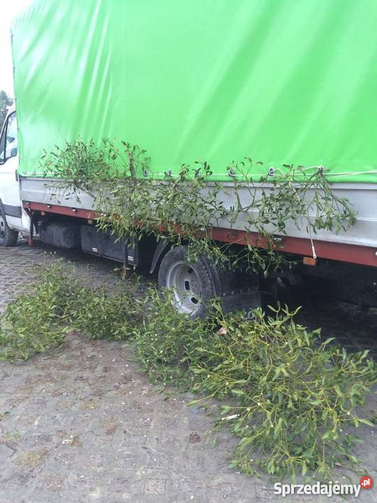 Jemioła hurt 1m3 80 Kule pęczki Transport Dużo łódzkie Piotrków Trybunalski