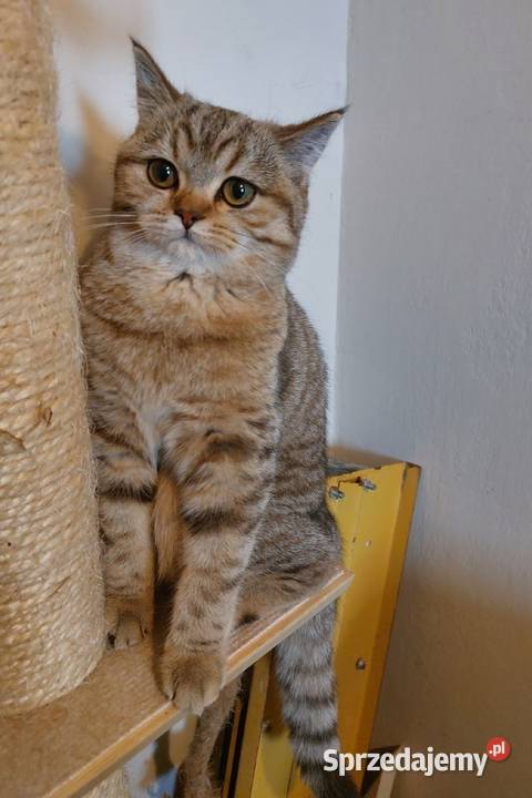 Kotka brytyjska złota ticked śląskie Zawiercie