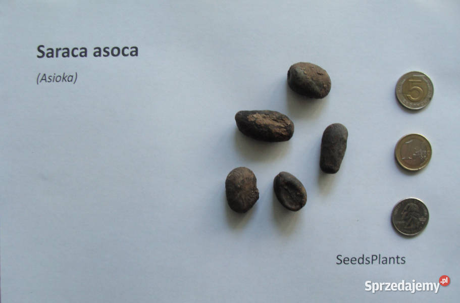 ASIOKA Saraca asoca NASIONA 20 sztuk 100g Lubanie