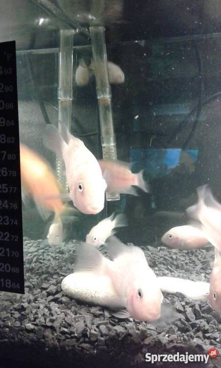 Pielęgnice zebry odmiana ksantoryczna małopolskie Kraków