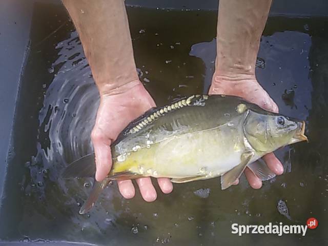 KARP KROCZEK KROCZEK KARPIA 020030 Łódź