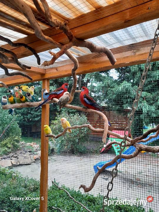 Papugi ceny Goczałków sprzedam