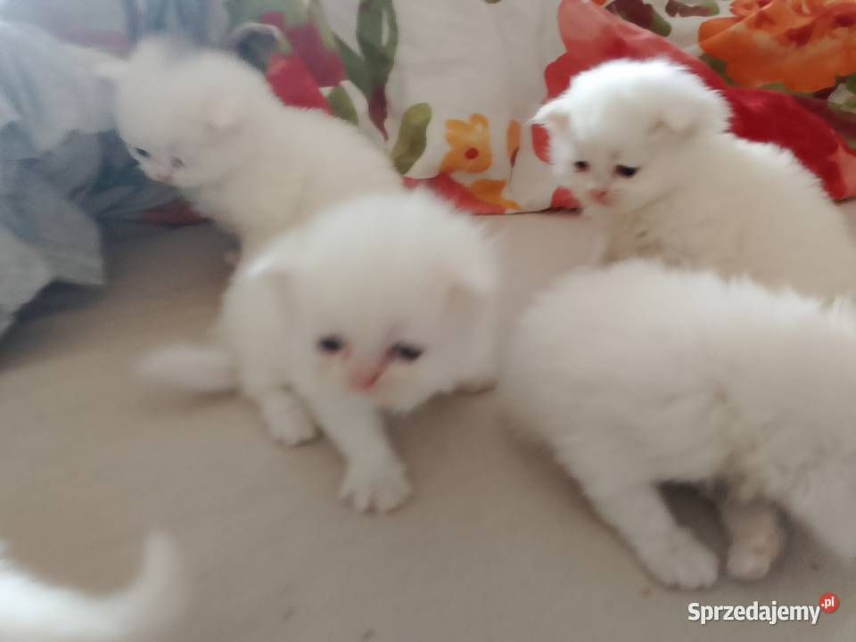 Korki perskie białe sreberka kujawsko-pomorskie Inowrocław sprzedam