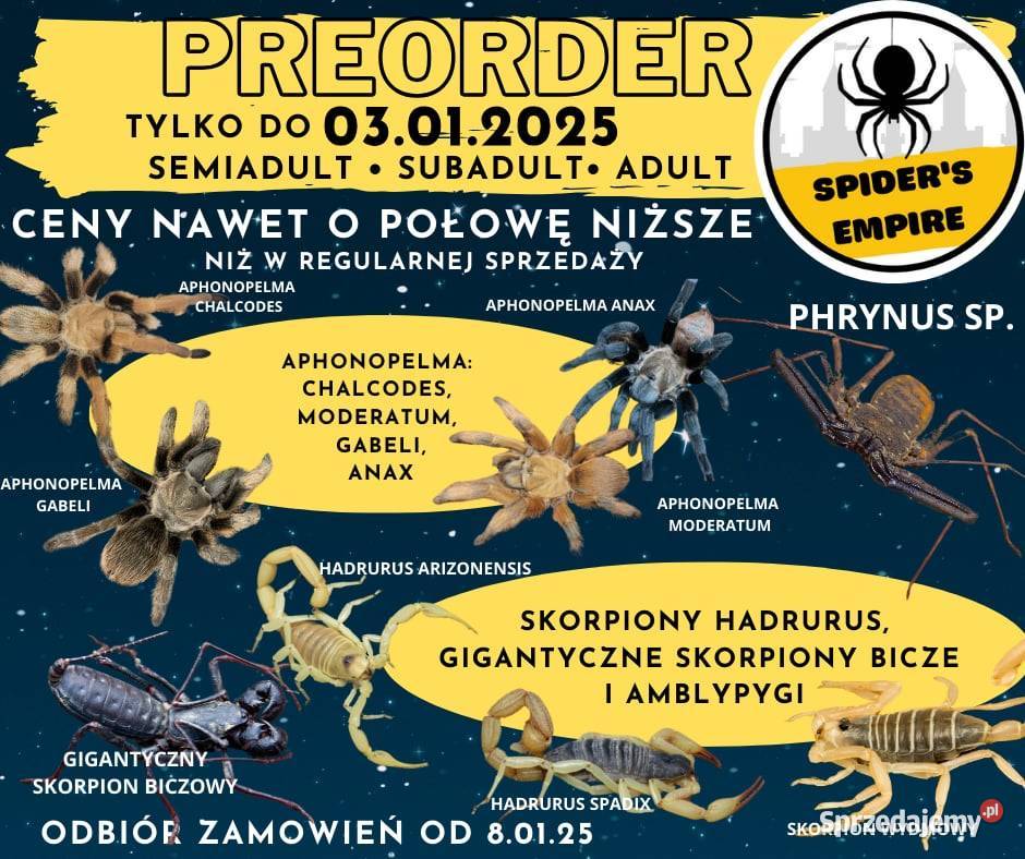 Gigantyczny Skorpion biczowy Mastigoproctus dolnośląskie Oława