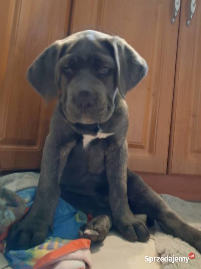 Urocze Cane Corso