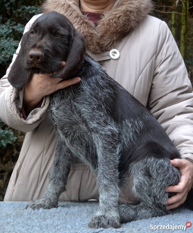 wyżeł niemiecki szorstkowłosy szczenięta