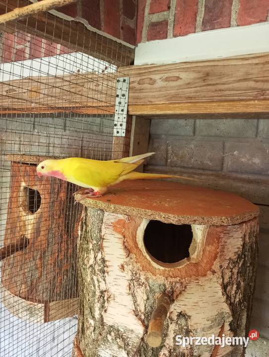 Księżniczka Walii samiec