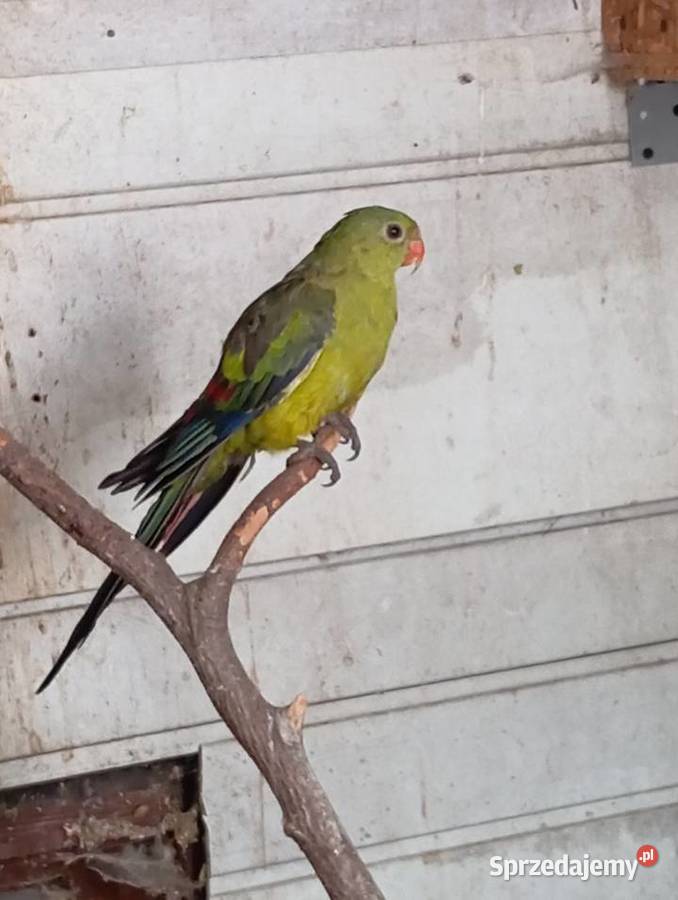 Księżniczka słoneczna Skawina