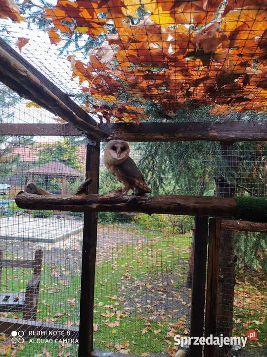 Sowasowy para lęgowa płomykowka płomykowki Ptaki opolskie Mnichus