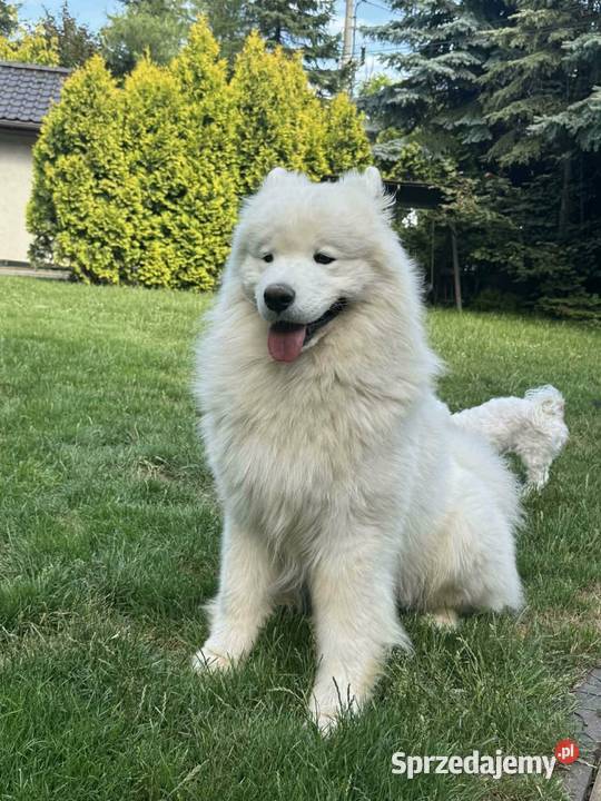 Samoyedsamojed Miechów