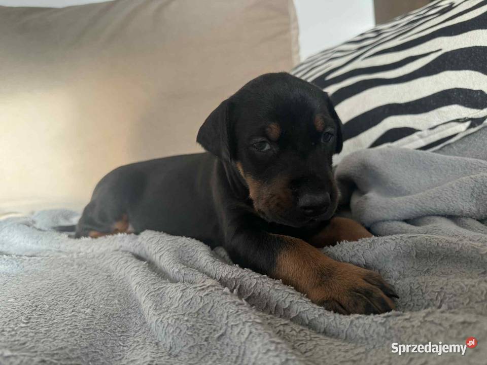 Szczeniaki Doberman Mińsk Mazowiecki