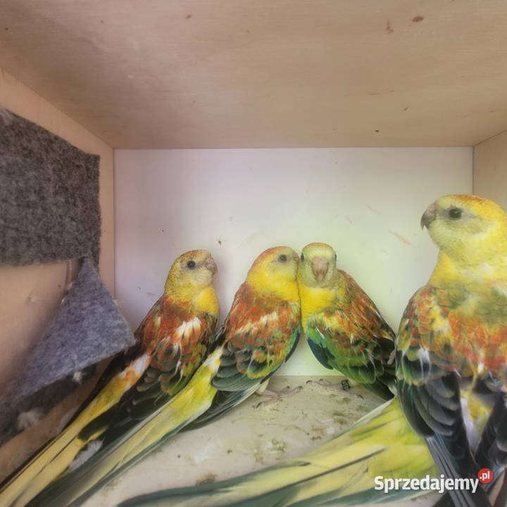 Świergotki orange Polanka Wielka