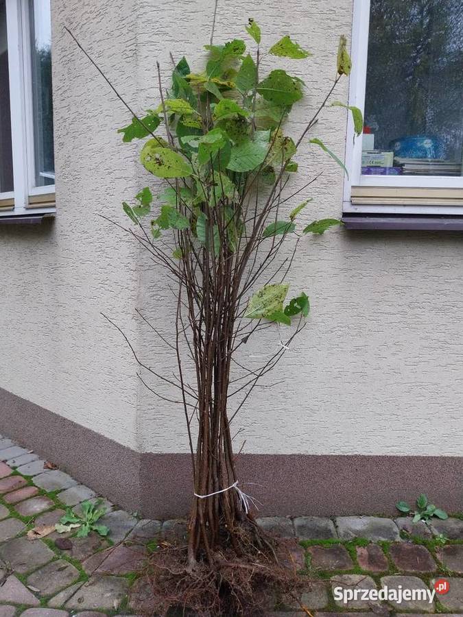 Czeremcha podkładki do szczepienia laurowisni